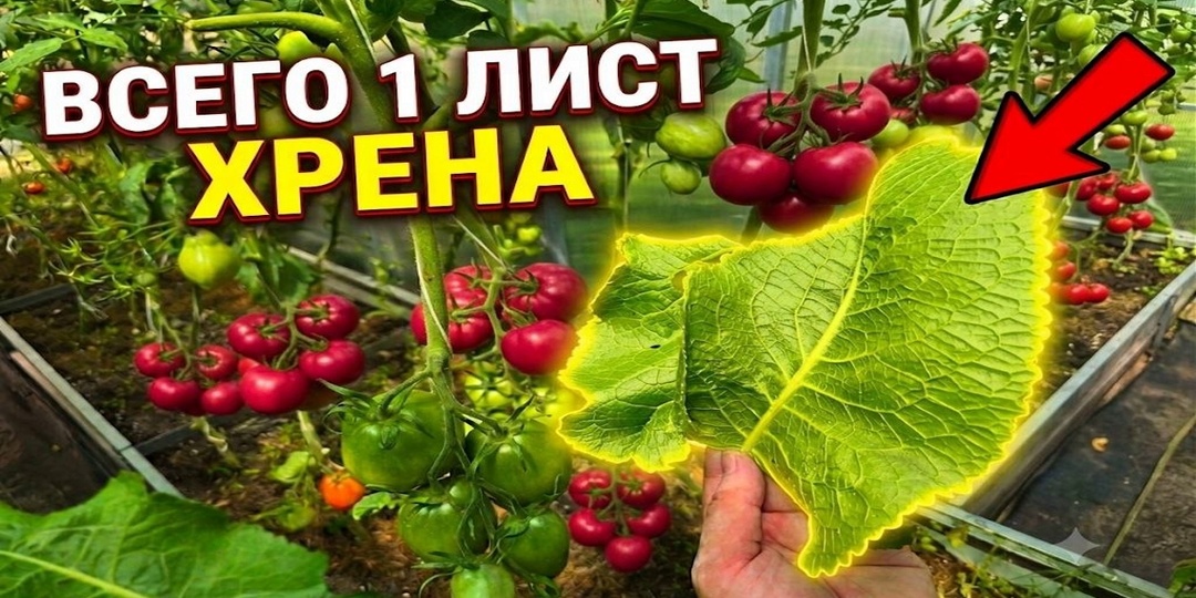 ХРЕН ДЛЯ ТОМАТОВ: Копеечное средство, о котором молчат профи! Урожай будет зашкаливать