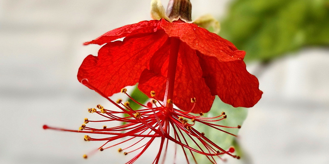 Гибискус грандидьери (лат. Hibiscus grandidieri)