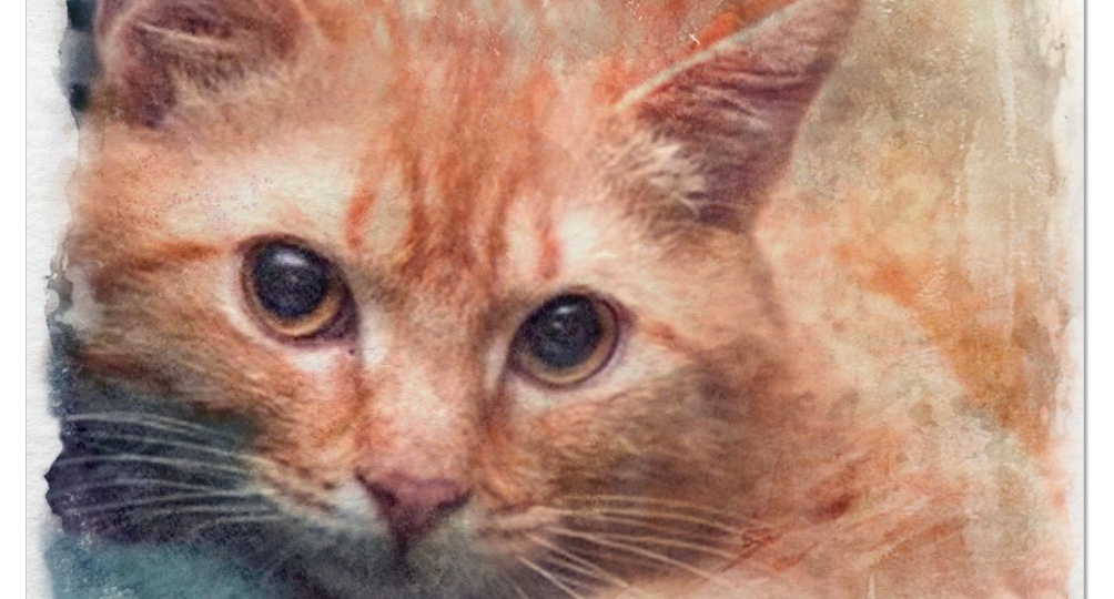 Кошка, которая чихнула судьбой