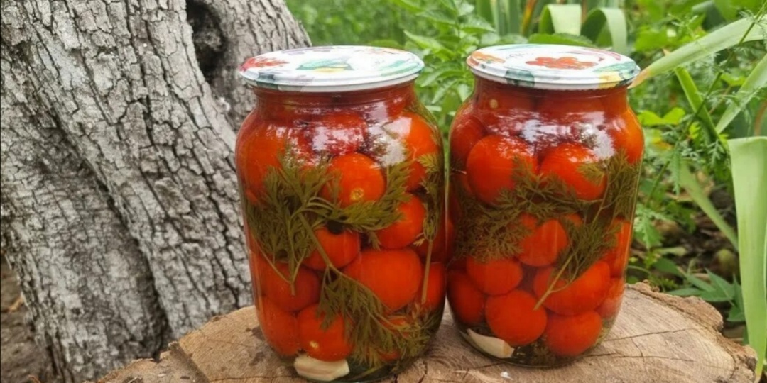 Солю помидоры с морковной ботвой и малиновыми листьями
