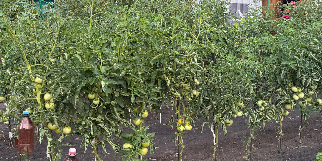 🏡 Солнечная Хурма и нежный Мамонтёнок: два моих новых любимых сорта томатов 🍅