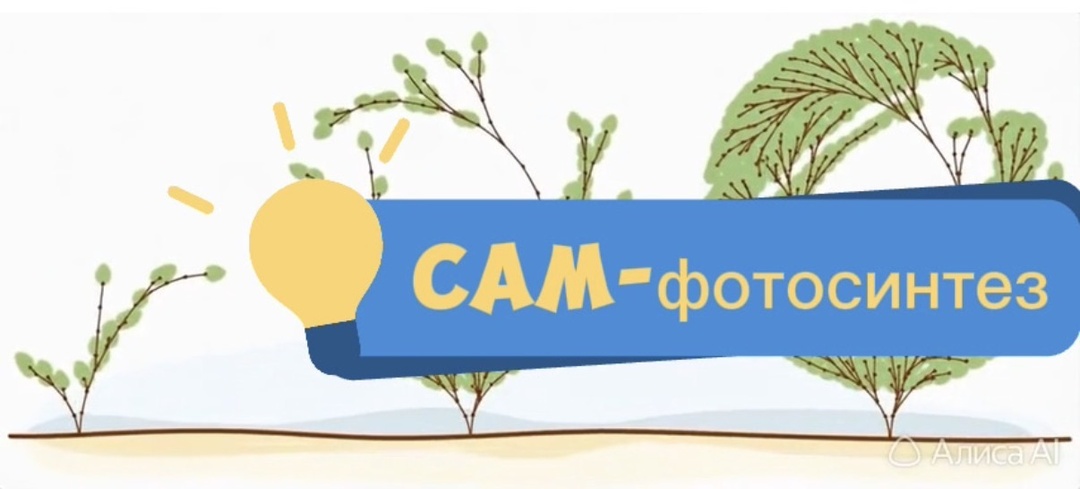 CAM-фотосинтез — ночная суперспособность суккулентов