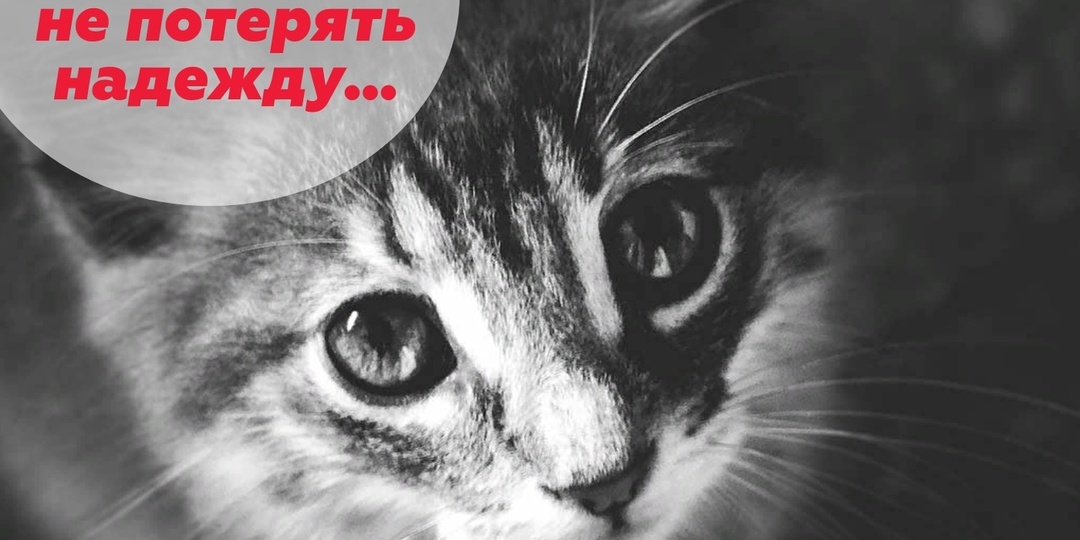 Помогите бездомным животным вновь не оказаться на улице🙏🙏🙏