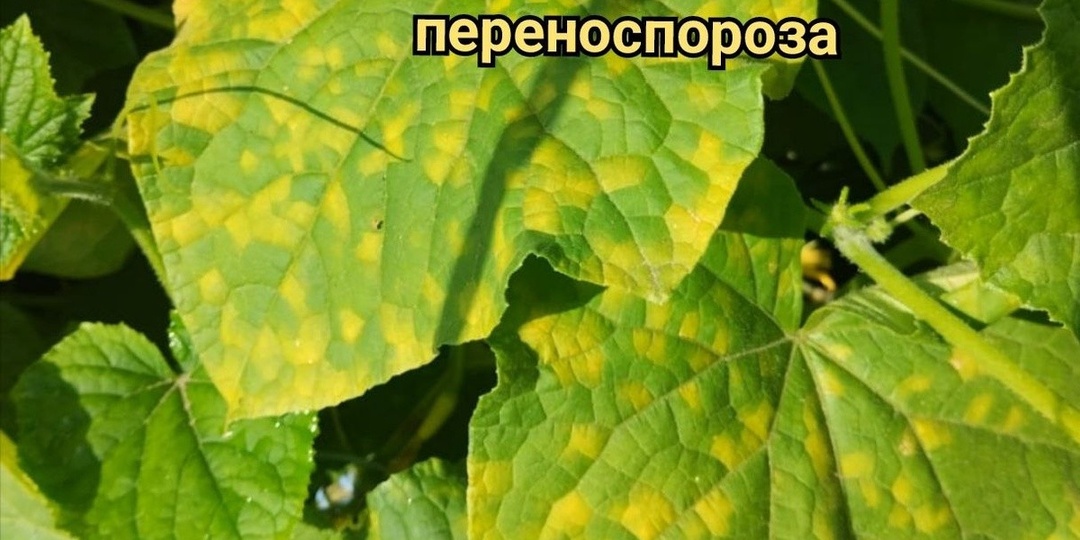 Жара и влага. Как спасти огурцы от ложной мучнистой росы
