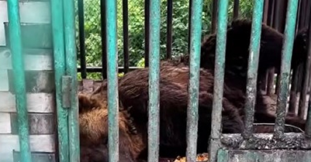 Зоозащитники хотят выкупить медведя из придорожного кафе в Красноярском крае