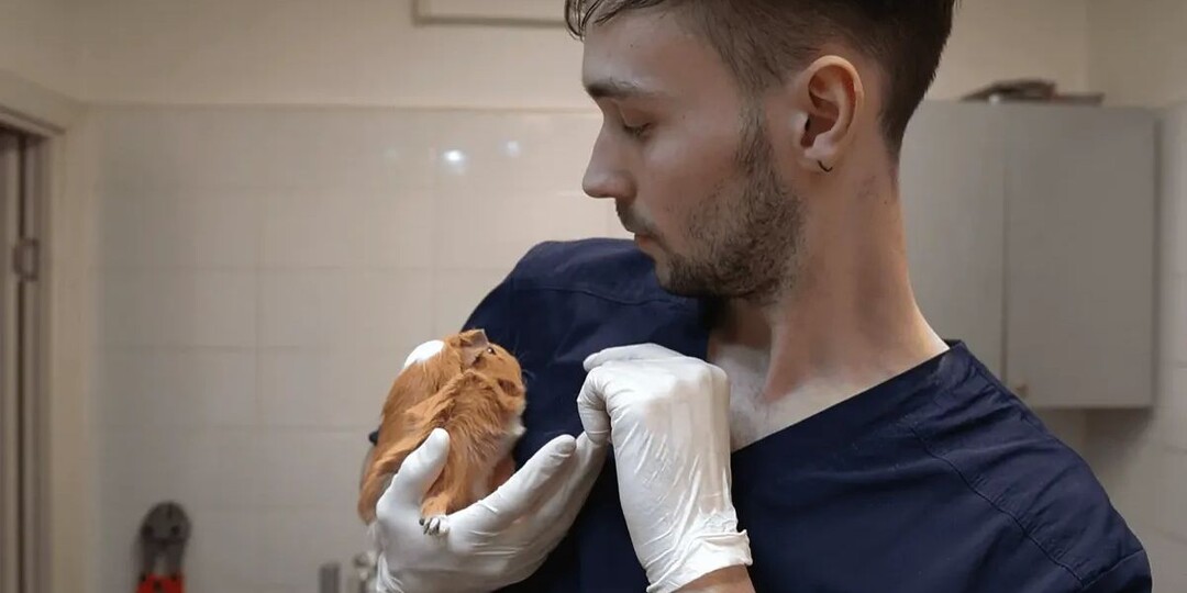 Морская свинка не ест и худеет: клинический случай малокклюзии