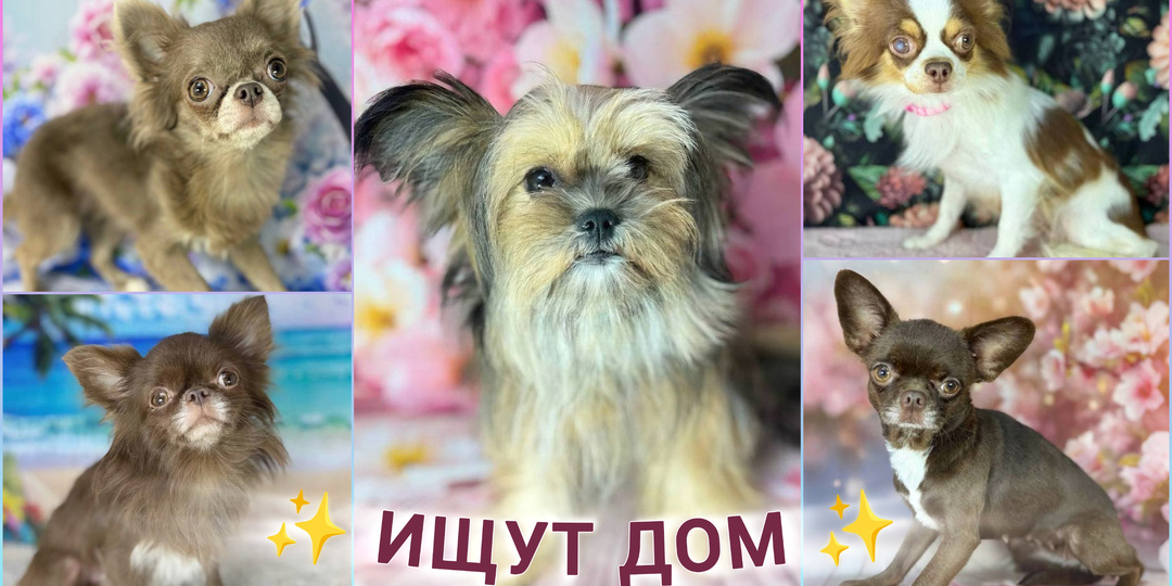 Ищут дом молодые, маленькие собачки. Приезжайте в Домик Мелкашей за своей сладкой булочкой❤️