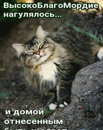 Высокоблагомордие нагулялось...😀 22 уморных снимка