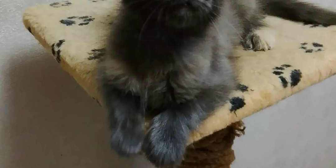 Котенок Мейн-куна был никому не нужен