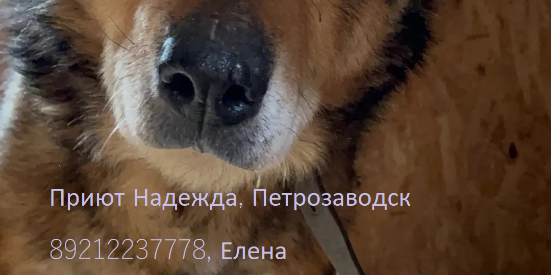 Поддержите стариков хондропротекторами🙏🙏🙏