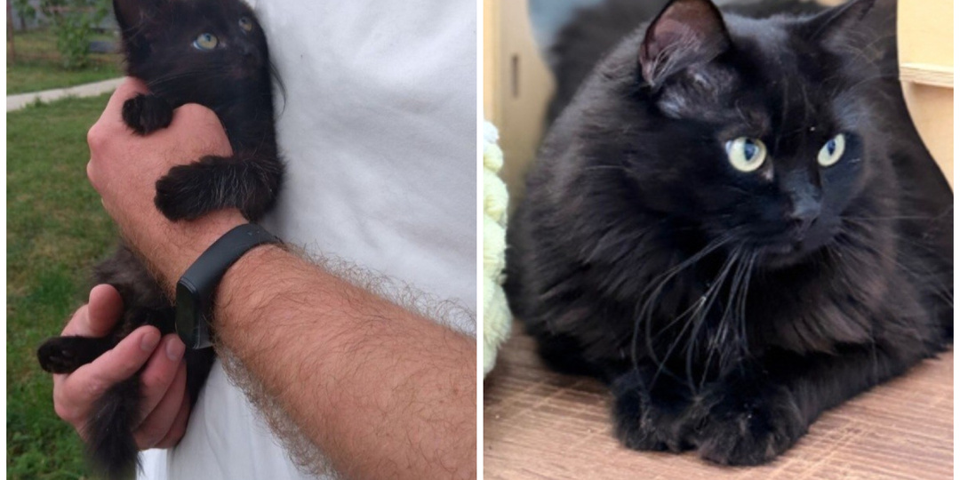 Васечка. Котенок, который сам пришёл за спасением, спустя 4 года