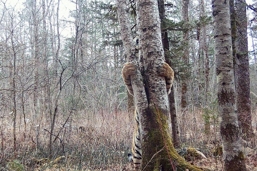 Одинокий тигр желает познакомиться. Фотография из интернета