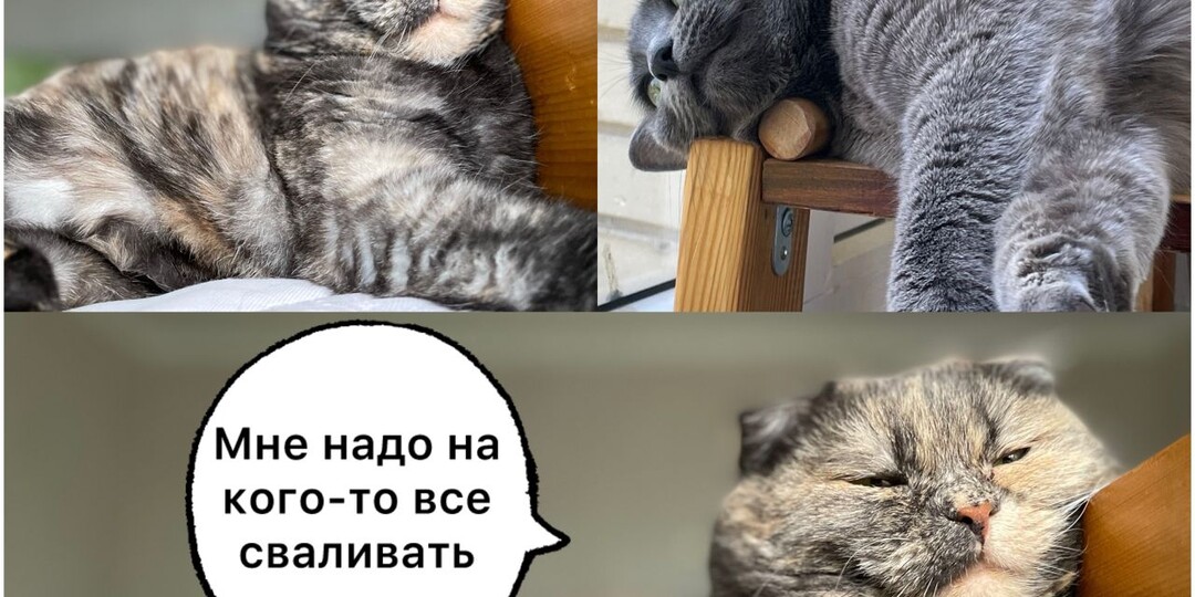 9 мемов про котиков, которые наполняют позитивом