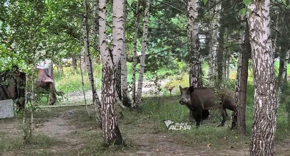    «Инцидент Новосибирск»