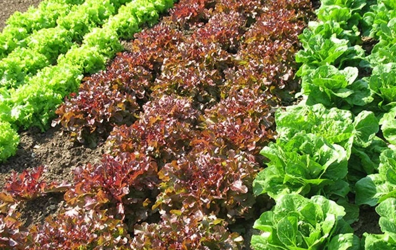 🥬 Листовой салат: зелень, которая лечит нервы, укрепляет кости и бьёт по бессоннице
