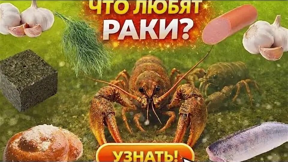 На что ловить раков в раколовке: приманки, сезоны и техника ловли