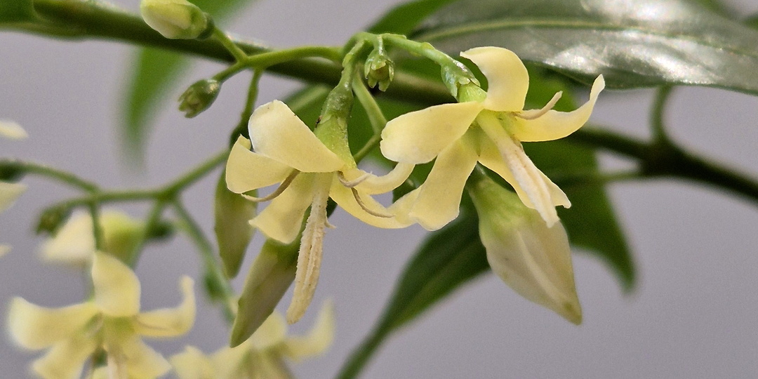 Крауссия флорибунда, лат: Kraussia floribunda