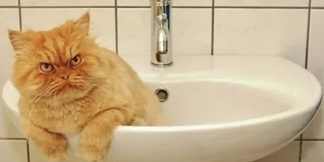 Где хочу, там и лежу: 11 фото с обнаглевшими котами. Часть 1