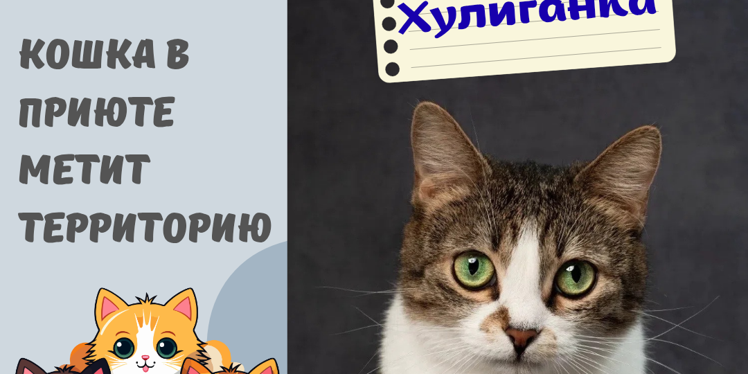 Кошка в приюте метит территорию. Рубрика Вопрос-ответ.