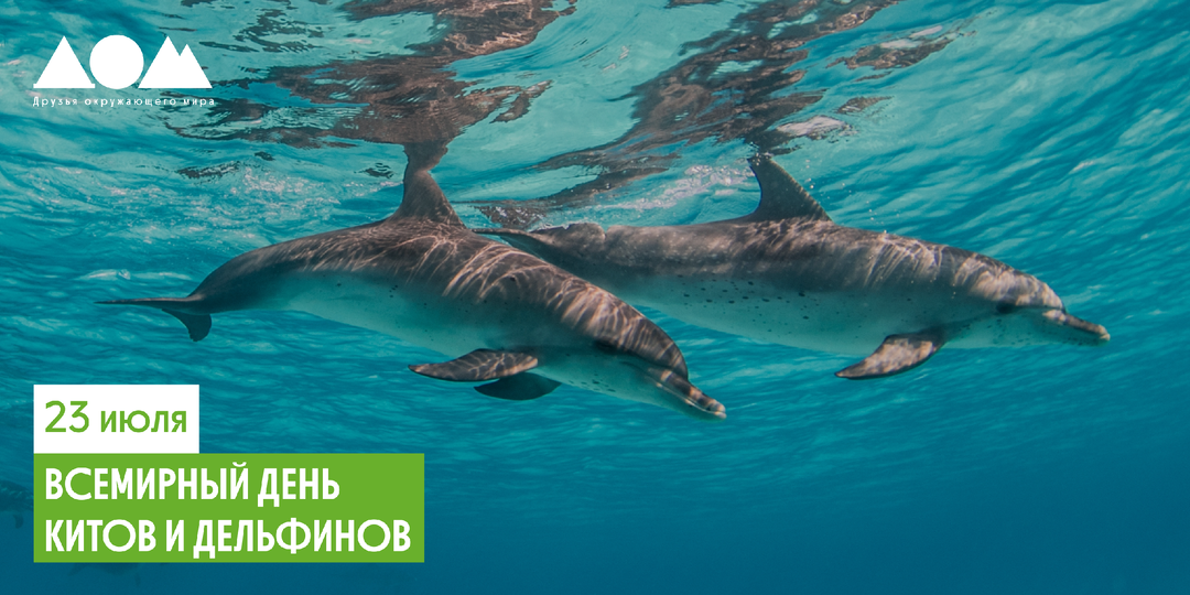 23 июля — Всемирный день китов и дельфинов