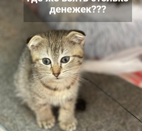 В понедельник нужно оплатить коммунальные услуги! Выручайте, друзья!🙏🙏🙏