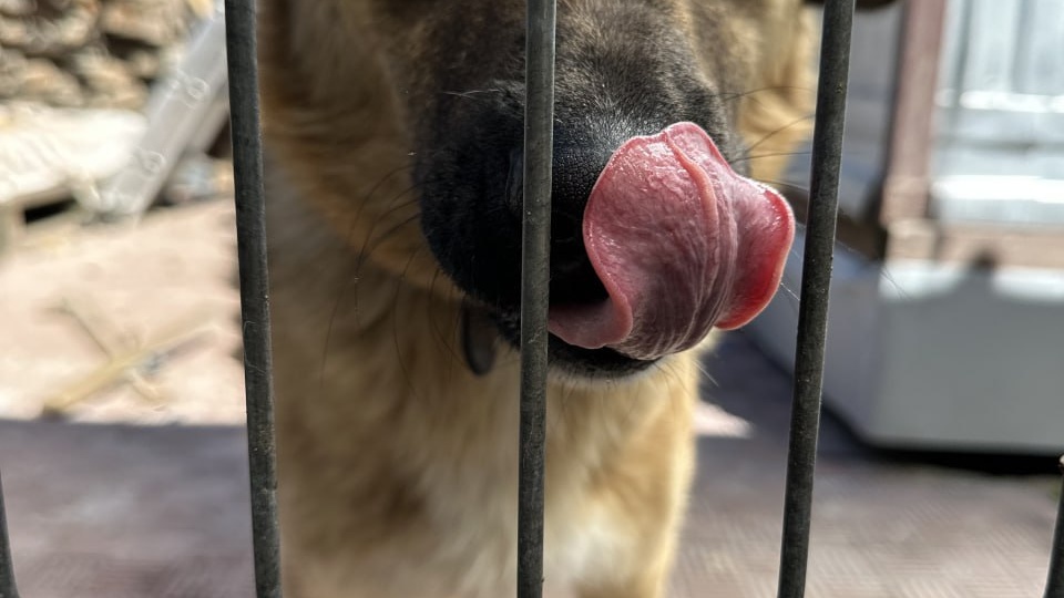 Шаня 🐾