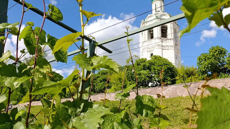 Виноградник в центре Казани