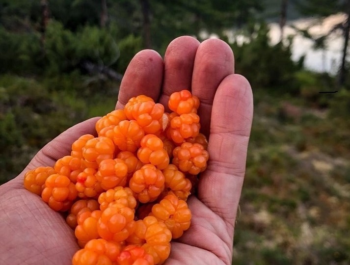 Ягода морошка (окончание)