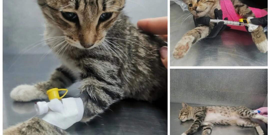 🆘🆘🆘 Найдена кошечка с неработающими задними лапками. Нужно в Казань на КТ и операцию. Молим о помощи 🙏🙏