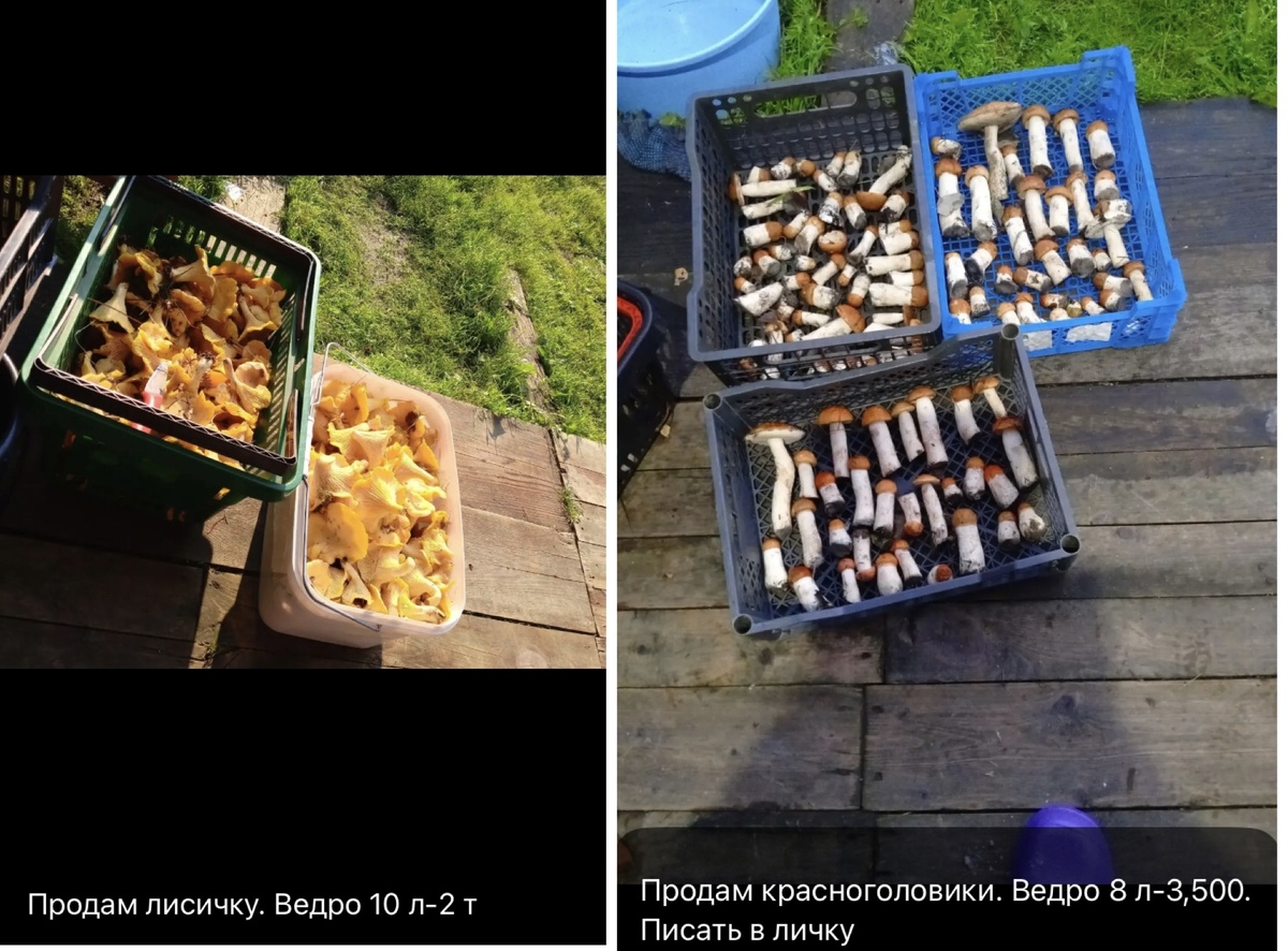 Грибы от коллеги