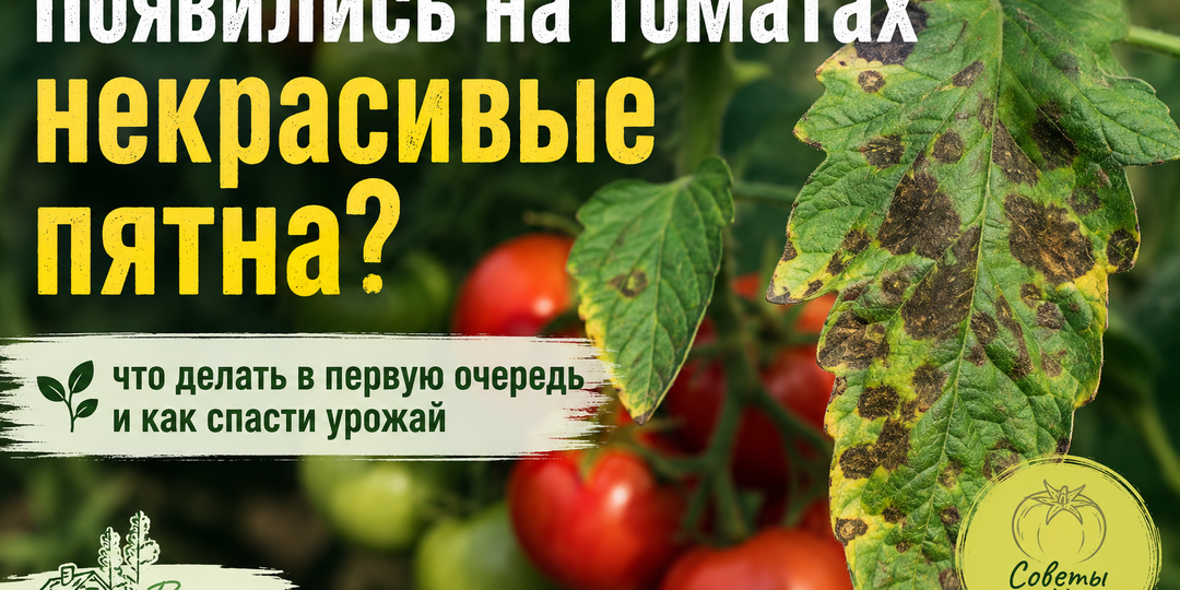 На томатах появились некрасивые пятна? Я сначала беру не опрыскиватель, а секатор - и объясню почему