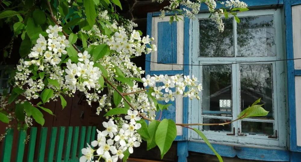 СТАРЫЙ КОНЬ БОРОЗДЫ НЕ ИСПОРТИТ