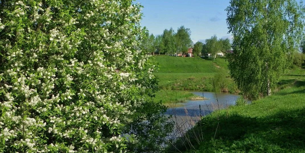 ЧЕРЁМУХА У ОВРАГА