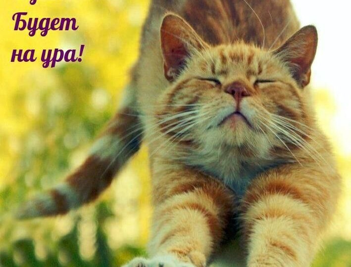 Мяу-позитивчик от хвостатых мурлык