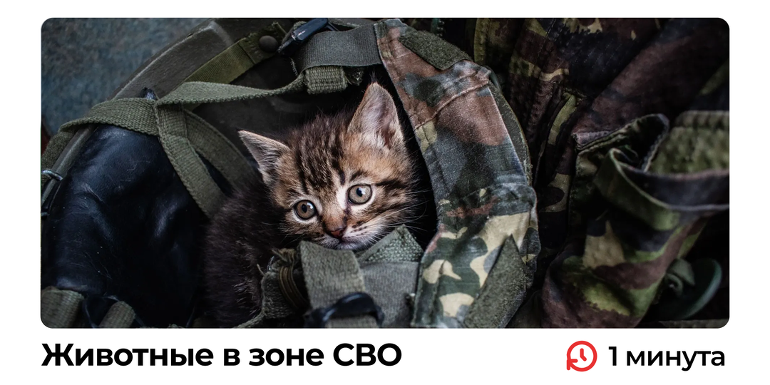 Животные в зоне СВО