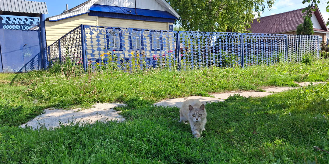 Рыжий(*)