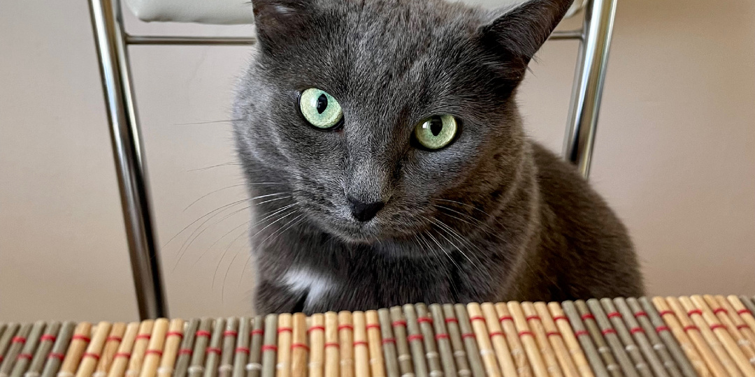 7 вещей, которые нужно убрать из дома, если вы завели кошку