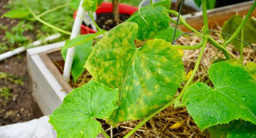 Почему у огурцов желтеют листья снизу? Не спешите выбрасывать куст — 7 причин и способы помочь🥒🍃