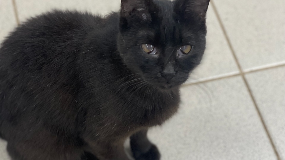 Заметьте нас, пожалуйста!!! Мы очень хотим домой!!!