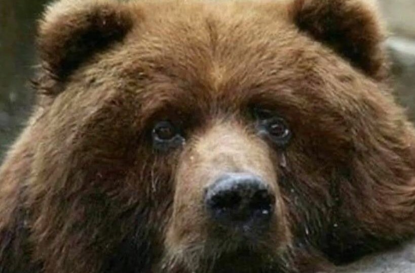 Кузя из кафе Араик: Земля Прайда спасает медведя с отнявшимися лапами