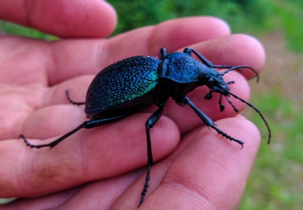 (Carabus (Procerus) scabrosus) - улиткоед