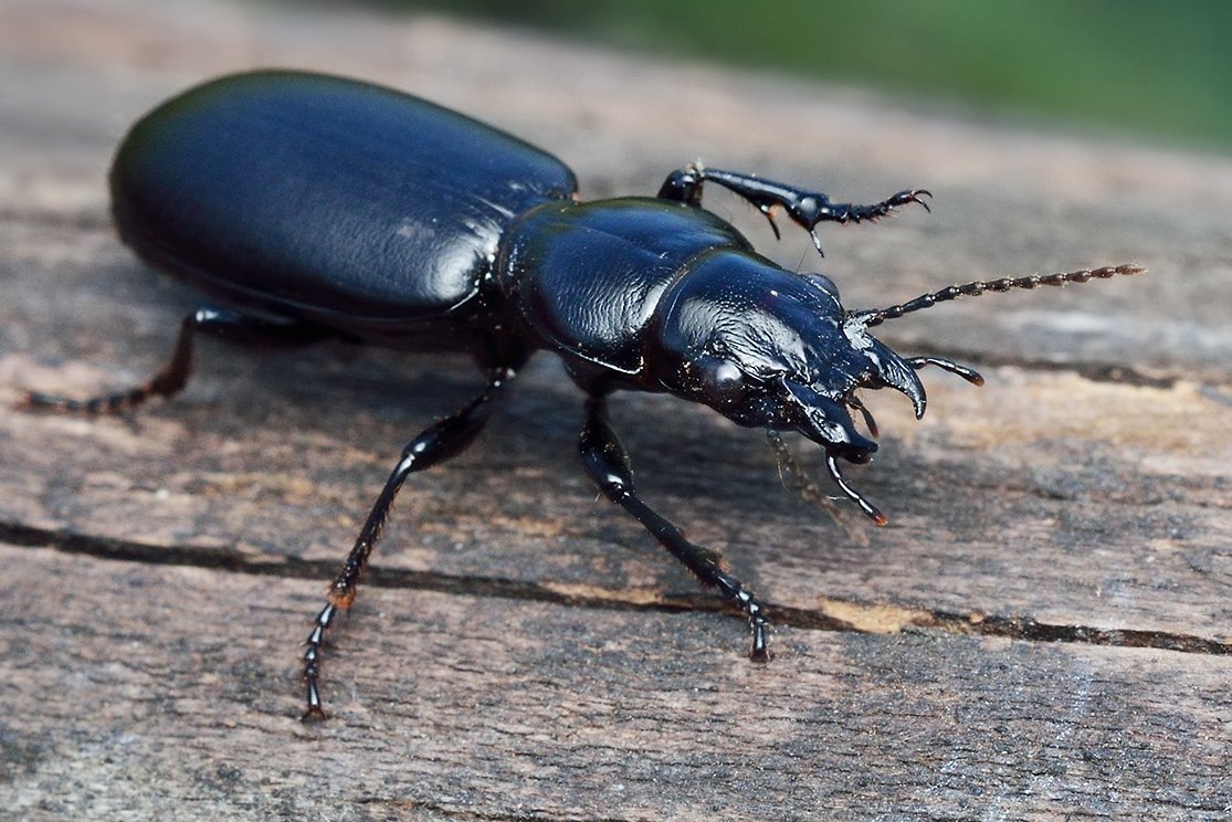 жужелица‑головач (Broscus cephalotes)