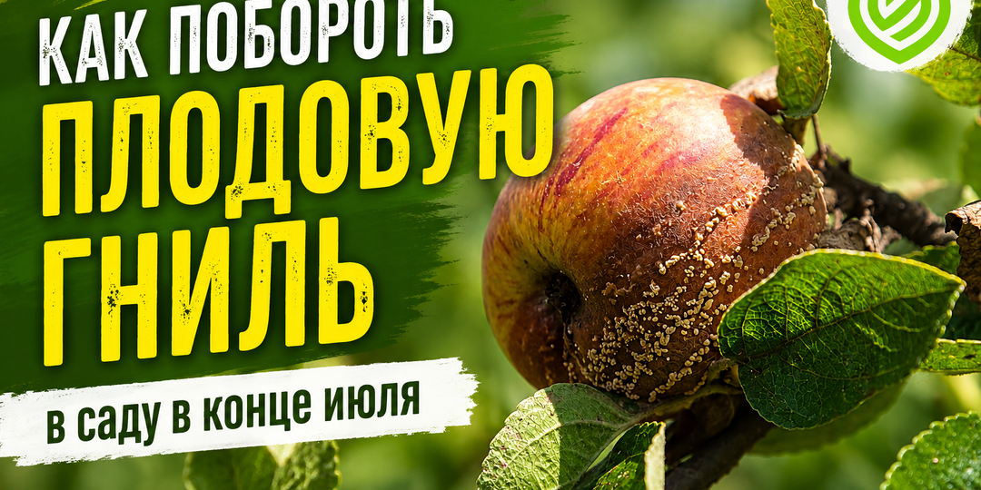 Как побороть плодовую гниль в саду в конце июля