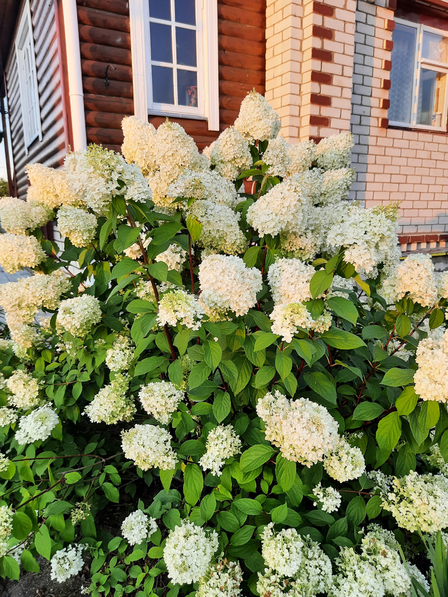 Гортензия по нашими окнами отдельная любовь