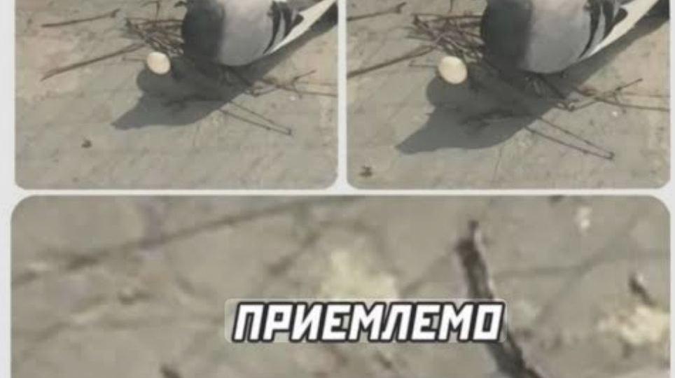 Вот они тупые