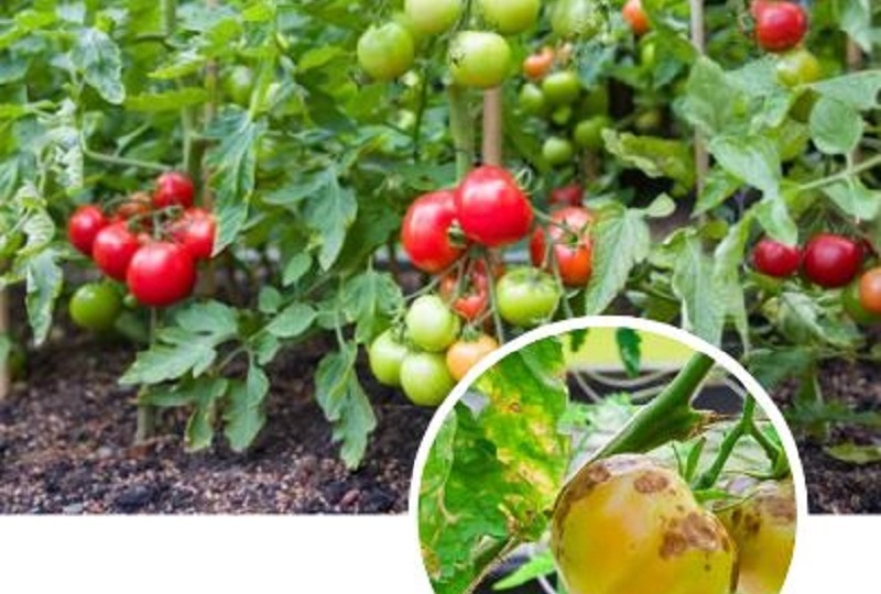 🍅 Фитофтора в августе: как я за 7 дней спас томаты, когда сосед уже махнул рукой