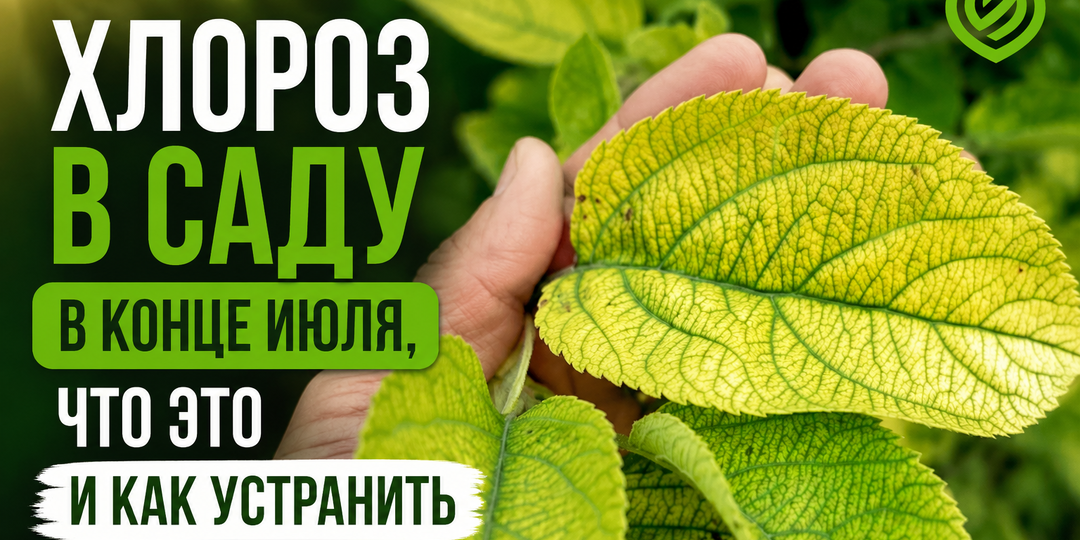 Хлороз в саду в конце июля, что это и как устранить