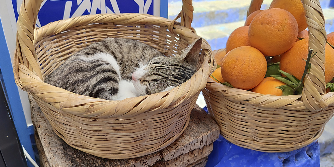 Марокко без фотошопа. Коты и кошки королевства Марокко. Личный опыт и немного теории