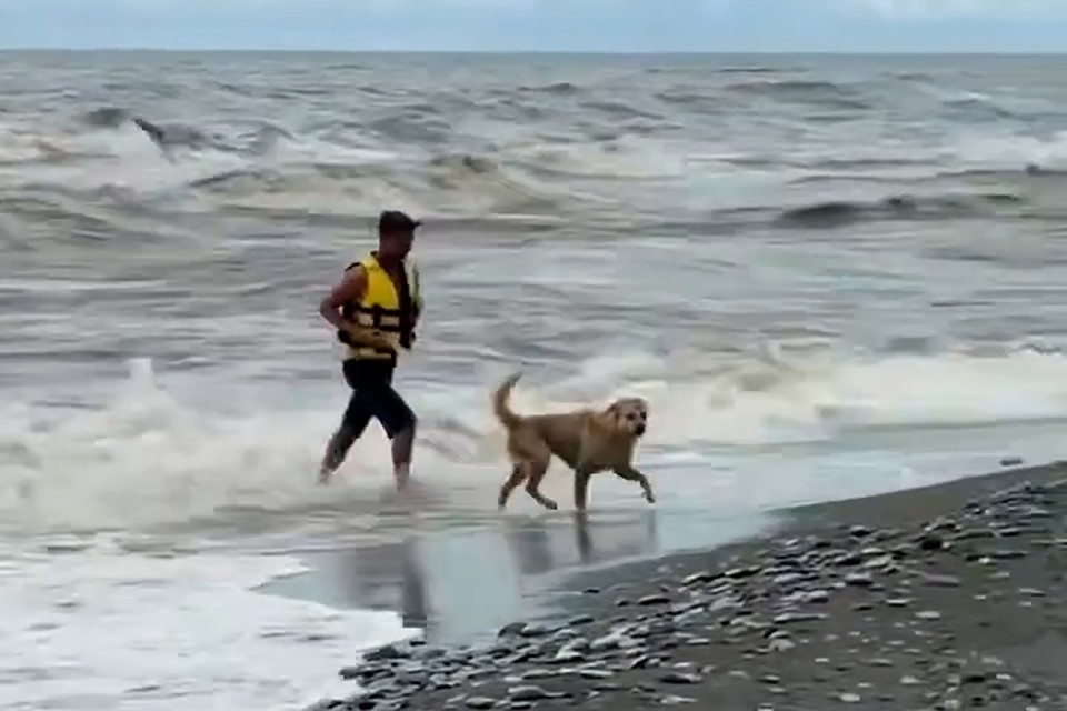    Спасатель вытащил утопающего пса. Фото: скриншот видео из соцсетей