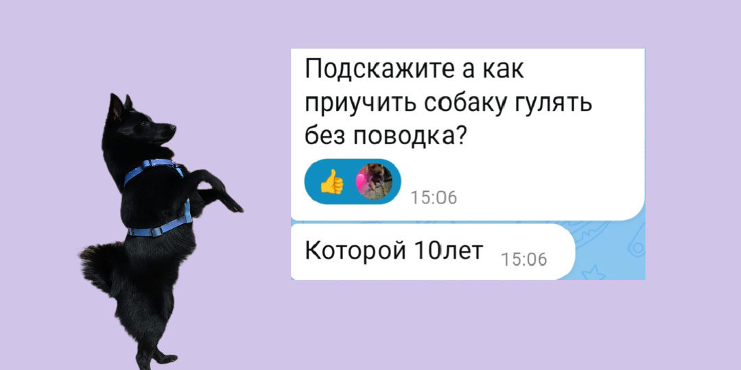 «Подскажите, как приучить собаку гулять без поводка, которой 10 лет»